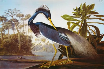 Audubon Birds Louisiana Heron Painting Canvas Wall Art Print Poster